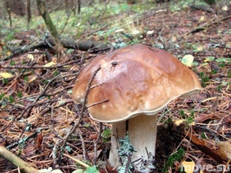 земля с/х назначения, 4.8 га